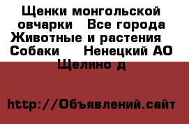 Щенки монгольской овчарки - Все города Животные и растения » Собаки   . Ненецкий АО,Щелино д.